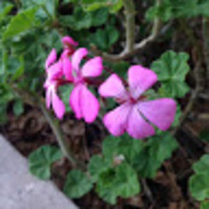 Meet your Posher, Geneva